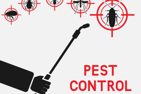 Termite Control Ajman Solutions