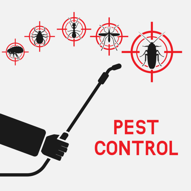 Termite Control Ajman Solutions